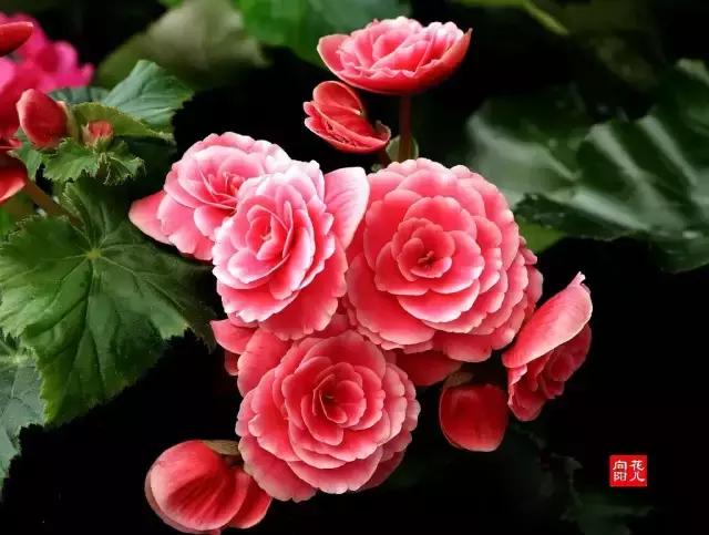 诗词里藏着动人的情话,总有一段诗词能触动你的心弦