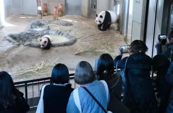 我国国宝大熊猫被外国租借有多难,日本大熊猫悲惨生活