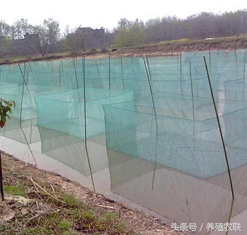 养殖淡水青虾,水产养殖青虾行情