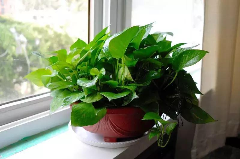 室内吸烟会变成二手烟自己吸吗,家里有人吸烟养什么花