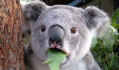 如何编写结婚邀请,怎么编辑婚礼邀请函