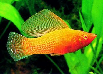 适合新手养的观赏鱼,适合新手养的淡水河豚