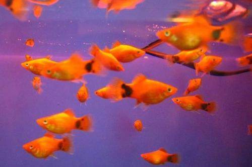 适合新手养的观赏鱼,适合新手养的淡水河豚