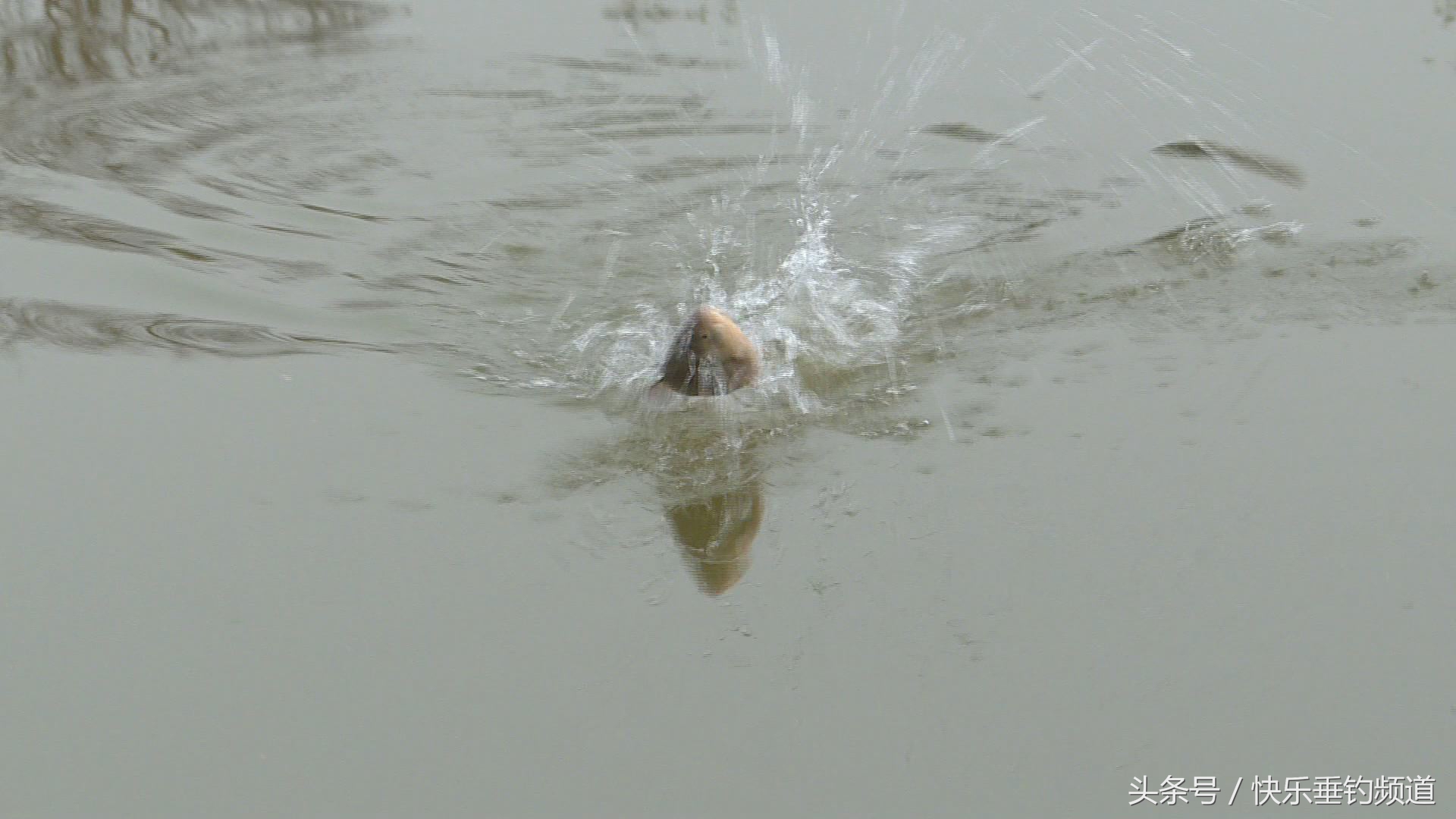 钓鲫鱼怎么调漂能出现顶漂,冬钓深水怎样调漂