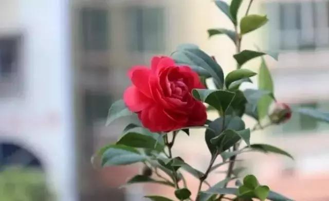 室内吸烟会变成二手烟自己吸吗,家里有人吸烟养什么花