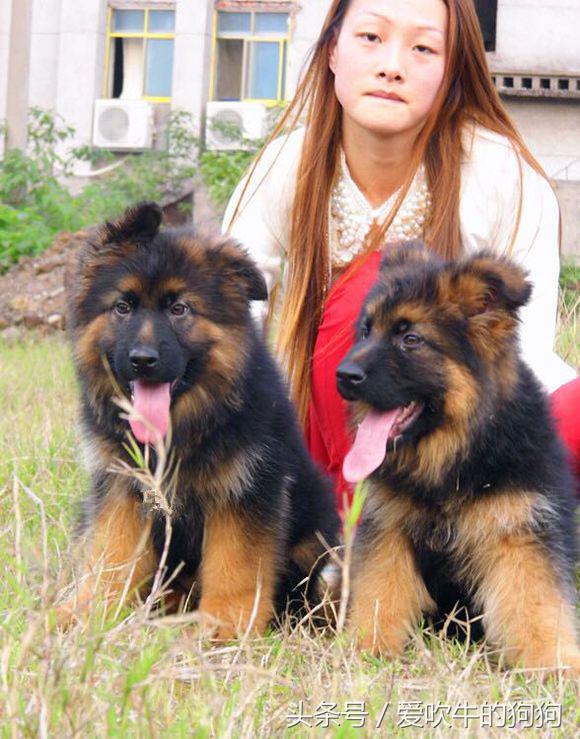 犬中*物尤**德国牧羊犬，幼犬就应该是这样的，爱狗人士看看小狗怎么样