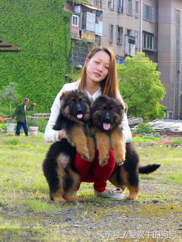 犬中*物尤**德国牧羊犬，幼犬就应该是这样的，爱狗人士看看小狗怎么样