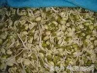 有机豆苗和西兰花营养,各种春季种的蔬菜苗