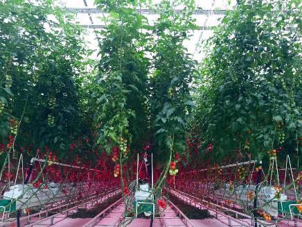 植物灯市场前景怎么样,植物照明市场占比