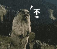 租程序员女友被骗,租程序员女朋友被骗