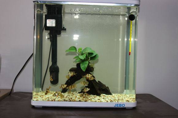 适合新手养的观赏鱼,适合新手养的淡水河豚