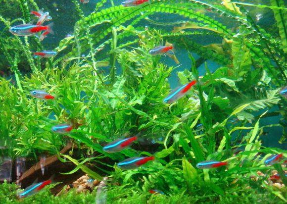 适合新手养的观赏鱼,适合新手养的淡水河豚