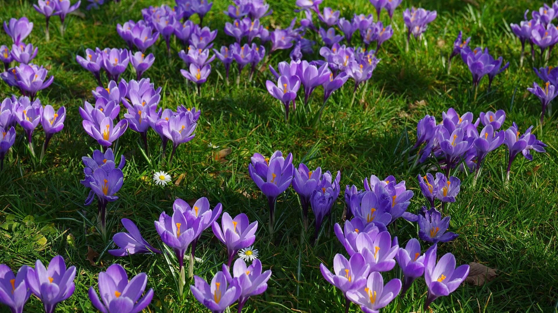 美媒评选的十大奢侈品,比黄金还贵的硬通货