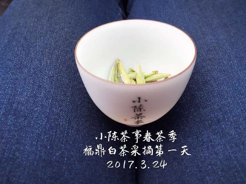 白茶怎么选白茶代表品种有哪些,普洱白茶叶底绿色和褐色哪种好