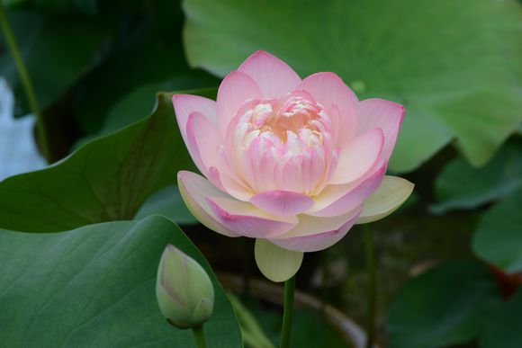 碗莲的正确种植方法和用什么肥,种植碗莲有机肥可以做底肥吗