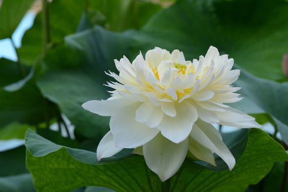 碗莲的正确种植方法和用什么肥,种植碗莲有机肥可以做底肥吗