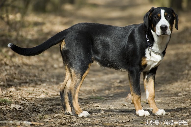 世界上体型最大的狗狗图片,世界上最威猛的狗狗排名