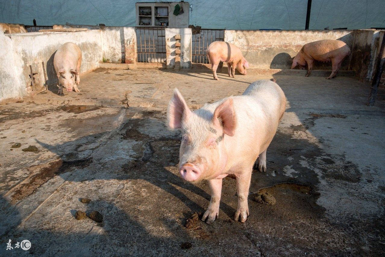 农村养猪人工授精产仔多,村里出奇迹
