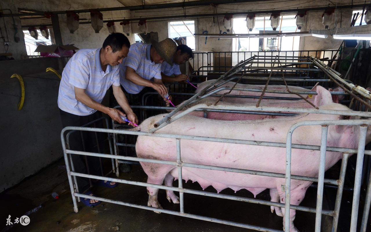 农村养猪人工授精产仔多,村里出奇迹