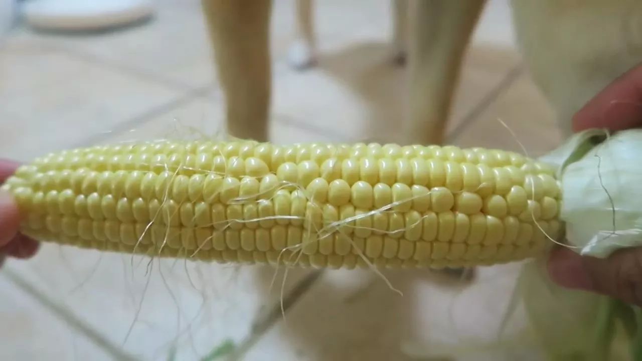狗狗玉米棒,狗狗吃了玉米棒芯能拉出来吗
