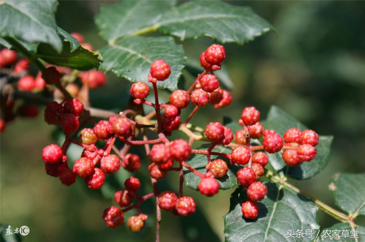 想在农村创业怎么找投资,国家对种植花椒的农户有啥好政策