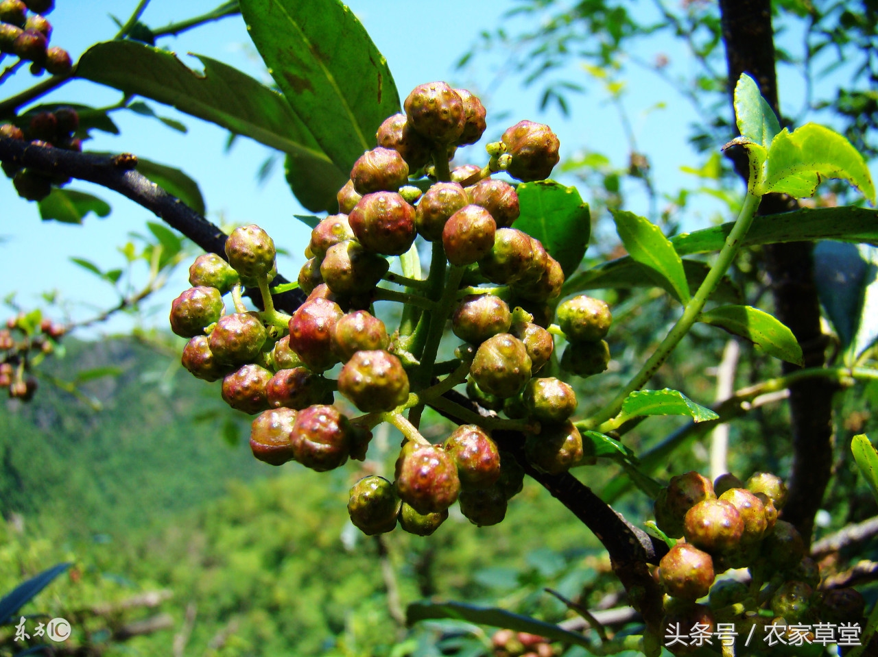 想在农村创业怎么找投资,国家对种植花椒的农户有啥好政策