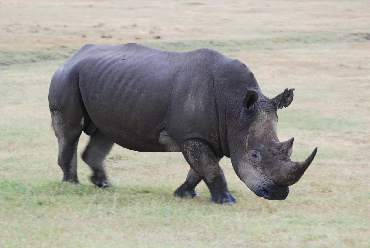 美媒评选的十大奢侈品,比黄金还贵的硬通货
