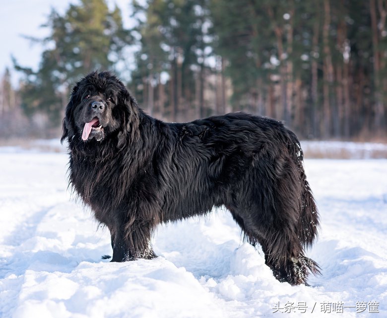 世界上体型最大的狗狗图片,世界上最威猛的狗狗排名