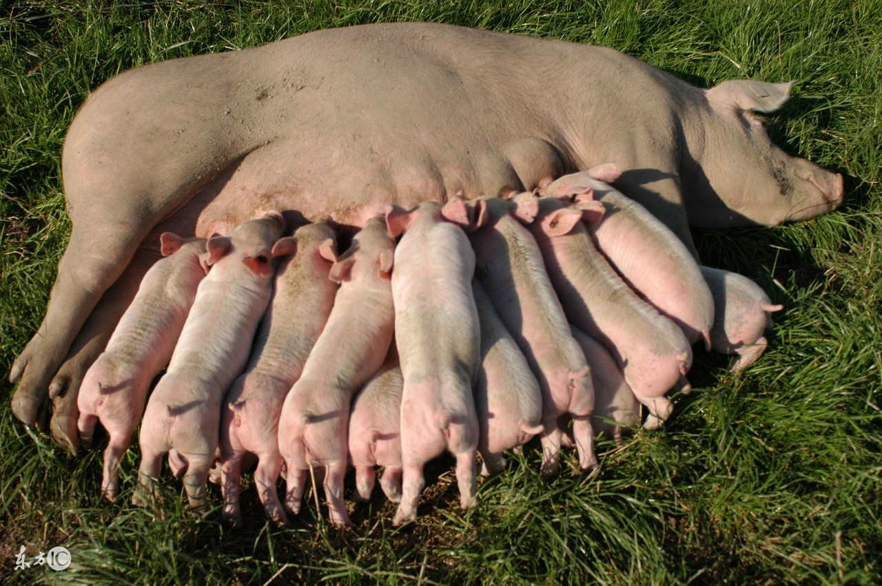 农村养猪人工授精产仔多,村里出奇迹