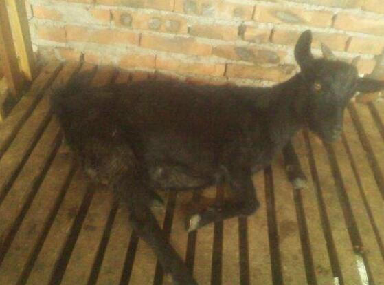 母羊难产人工助产需做好哪些措施,母羊难产掏小羊后母羊还能下羊吗