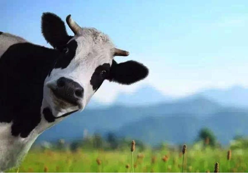 斐婴宝特许经营体系,斐婴宝羊奶