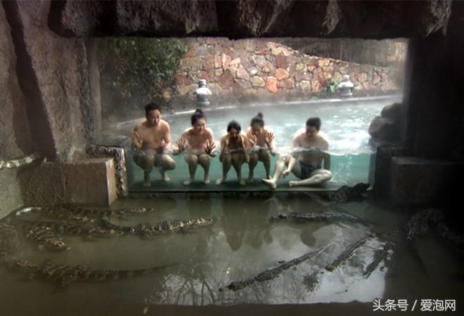 紫清湖扬子鳄温泉,紫清湖温泉度假村鳄鱼