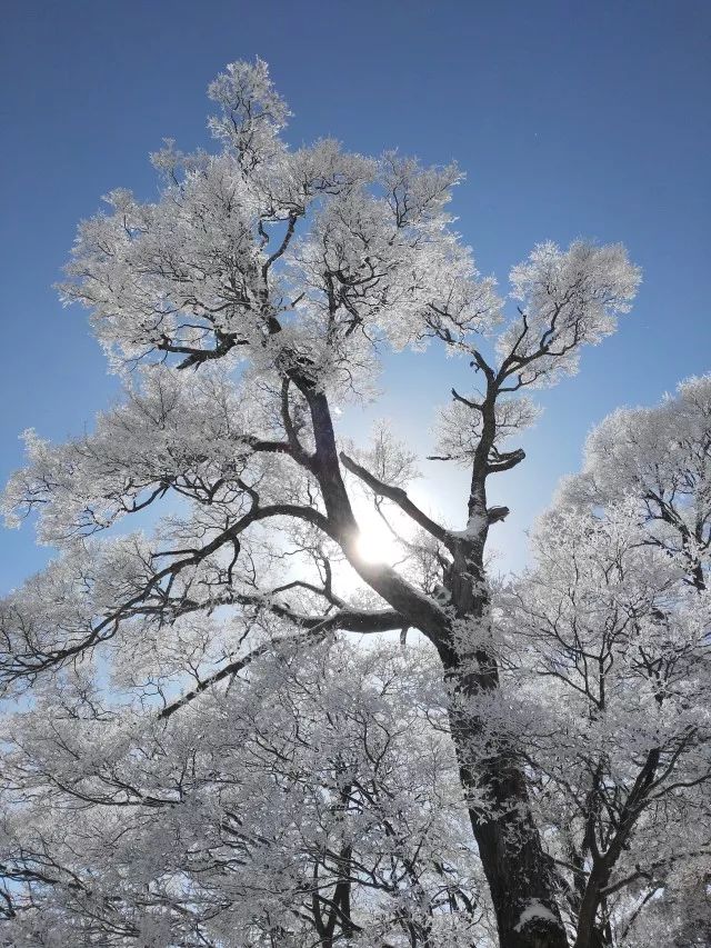 寒气席卷、叶汽成霜……陕西6处大美雾凇奇景上线!