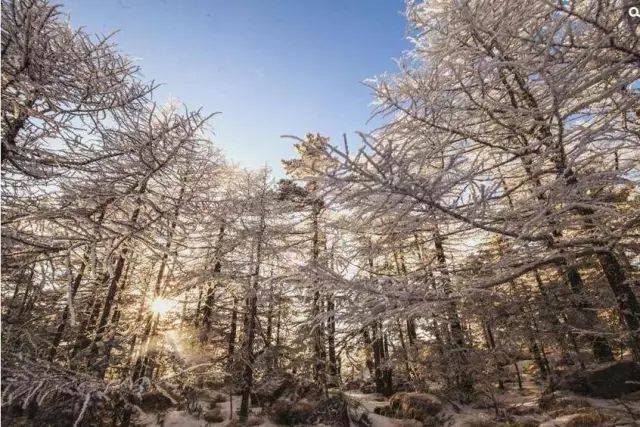 寒气席卷、叶汽成霜……陕西6处大美雾凇奇景上线!