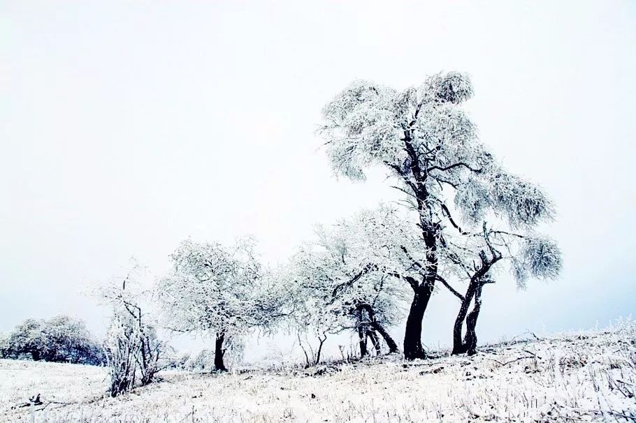 寒气席卷、叶汽成霜……陕西6处大美雾凇奇景上线!