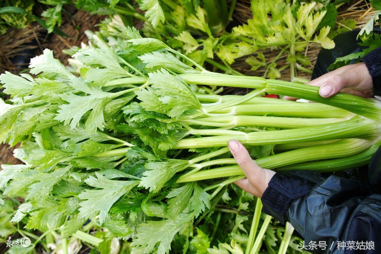 种植芹菜怎样能使芹菜长得粗一点,种植芹菜前景如何