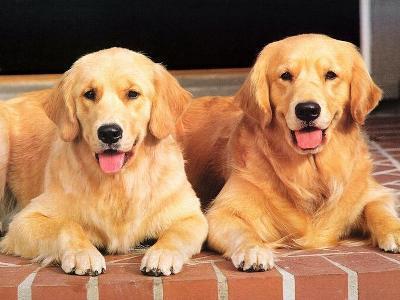 金毛犬犬种介绍及金毛犬图片欣赏,如何挑选金毛犬