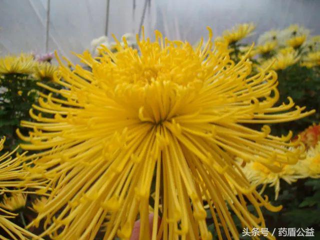 水里怎么辨别真玉,真假西红花的区别