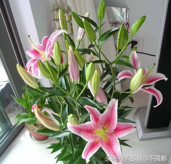 好养易活的室内盆栽花卉,适合家里养的四季开花的花卉盆栽