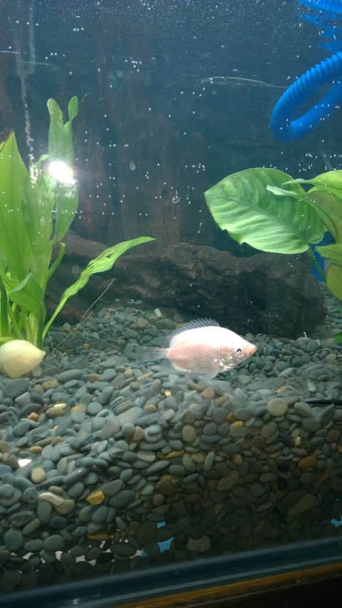 巨头蛋龟饲养环境造景,养龟养鱼生态缸