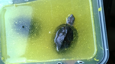 巨头蛋龟饲养环境造景,养龟养鱼生态缸