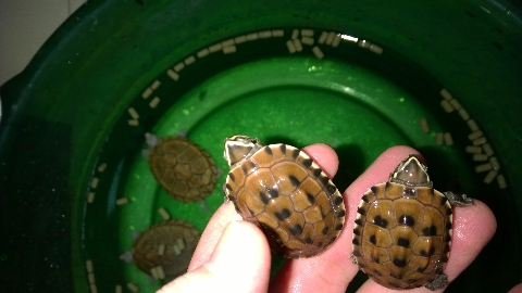 巨头蛋龟饲养环境造景,养龟养鱼生态缸