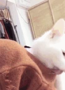 狗狗玉米棒,狗狗吃了玉米棒芯能拉出来吗