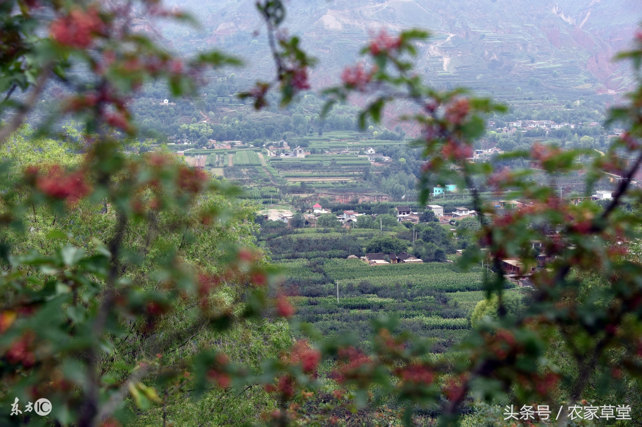 想在农村创业怎么找投资,国家对种植花椒的农户有啥好政策