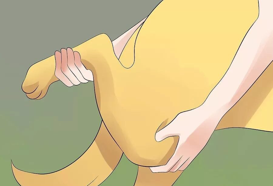 如何帮狗狗腿部按摩,给狗狗按摩的方法