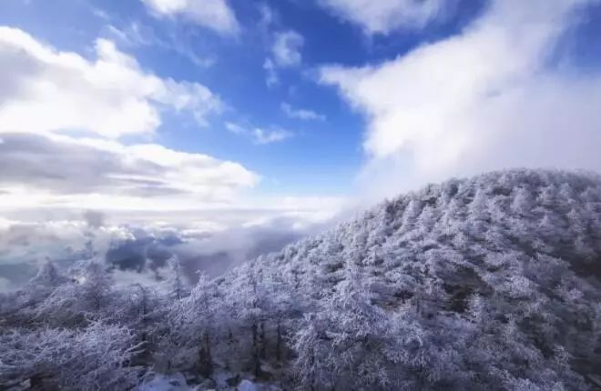 寒气席卷、叶汽成霜……陕西6处大美雾凇奇景上线!