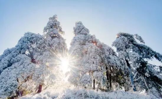 寒气席卷、叶汽成霜……陕西6处大美雾凇奇景上线!