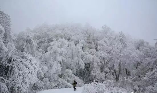 寒气席卷、叶汽成霜……陕西6处大美雾凇奇景上线!