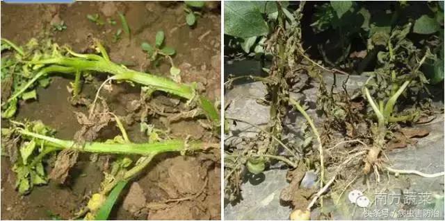 马铃薯小叶病防治,马铃薯黄叶病怎样治