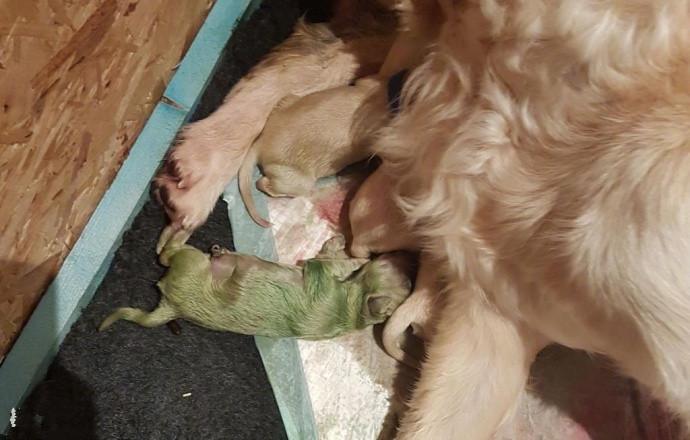 金毛妈妈生下罕见小绿狗,网友:这狗狗在暗示什么